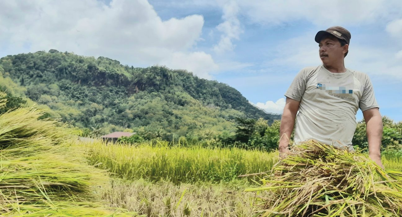 Petani memanen padi di sawah. (Fatimah Purwoko)