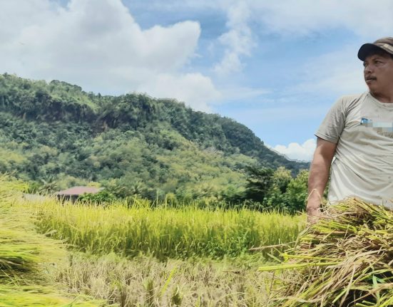 Petani memanen padi di sawah. (Fatimah Purwoko)